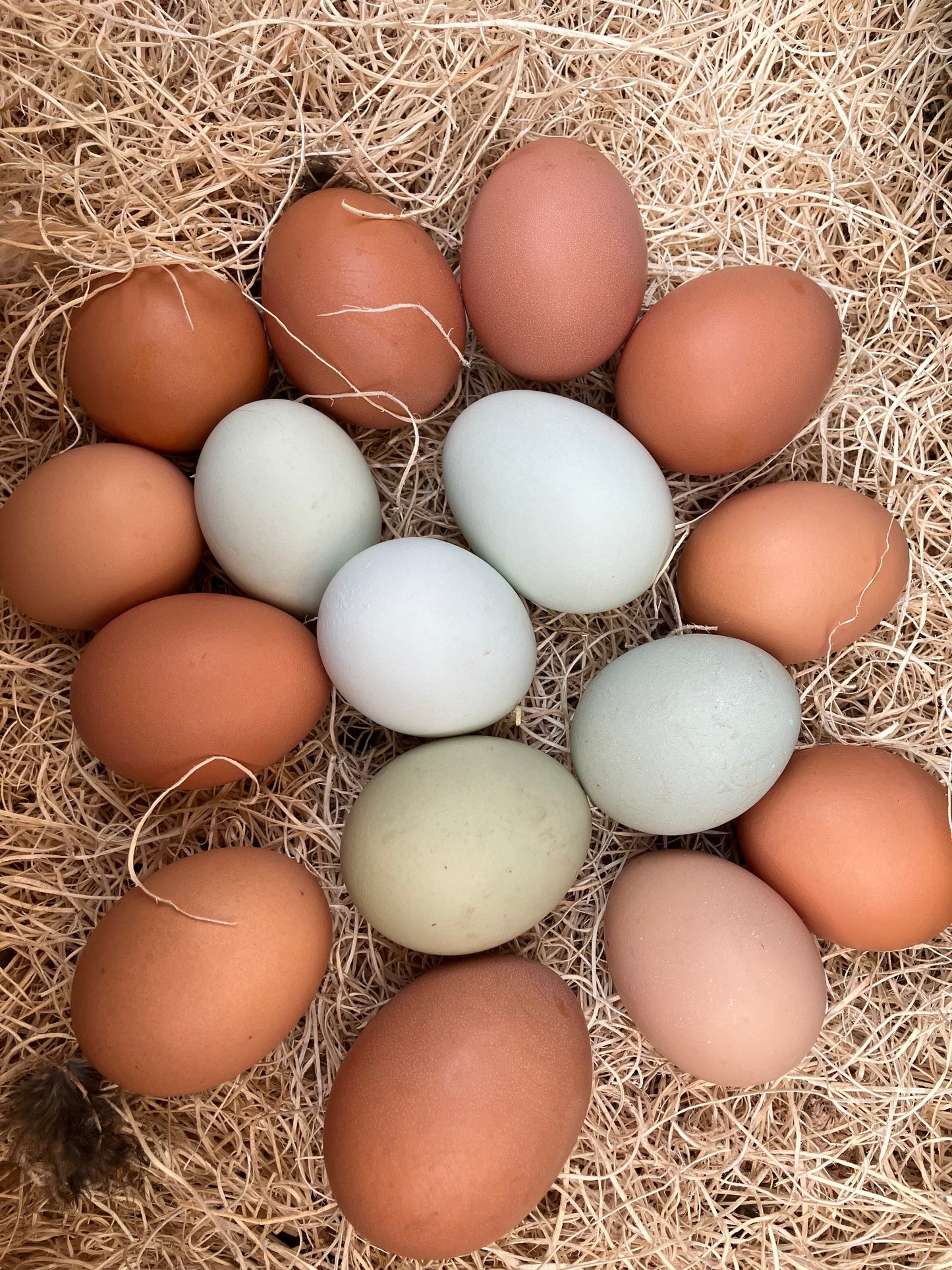 Coop _ Fresh Eggs (Medium)