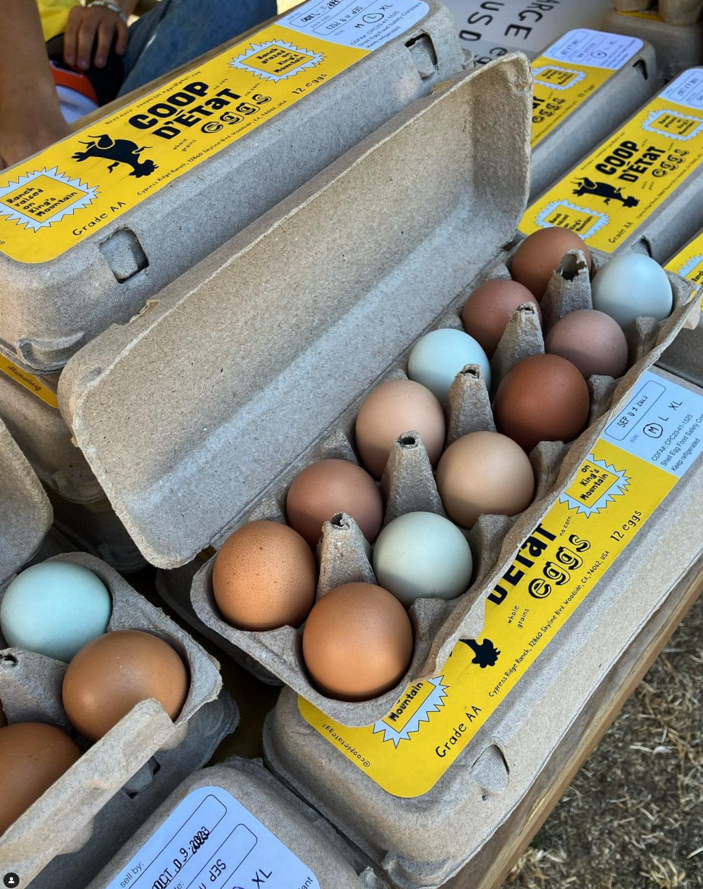 Coop _ Fresh Eggs (Medium)
